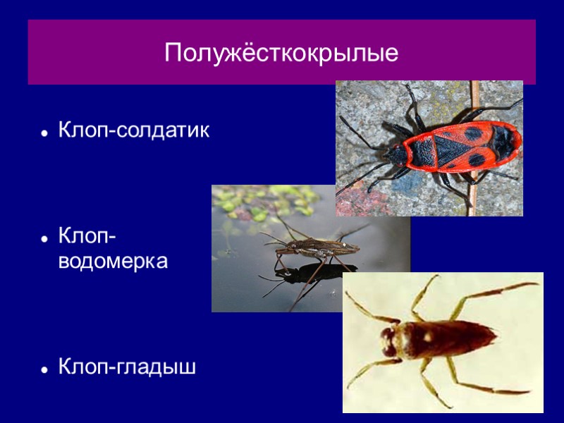 Полужёсткокрылые Клоп-солдатик   Клоп-водомерка   Клоп-гладыш